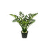 3' Zamia Palm Tree - Green