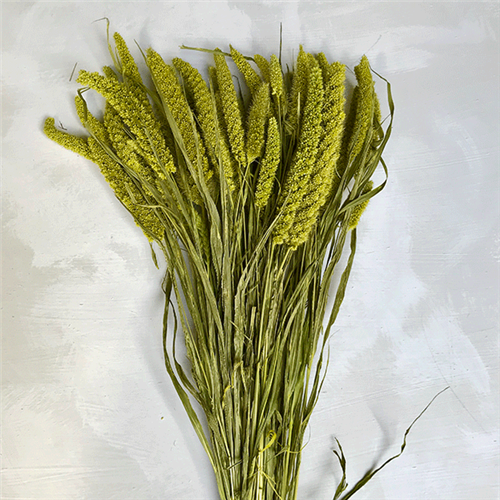 Two Toned Limelight Hydrangea