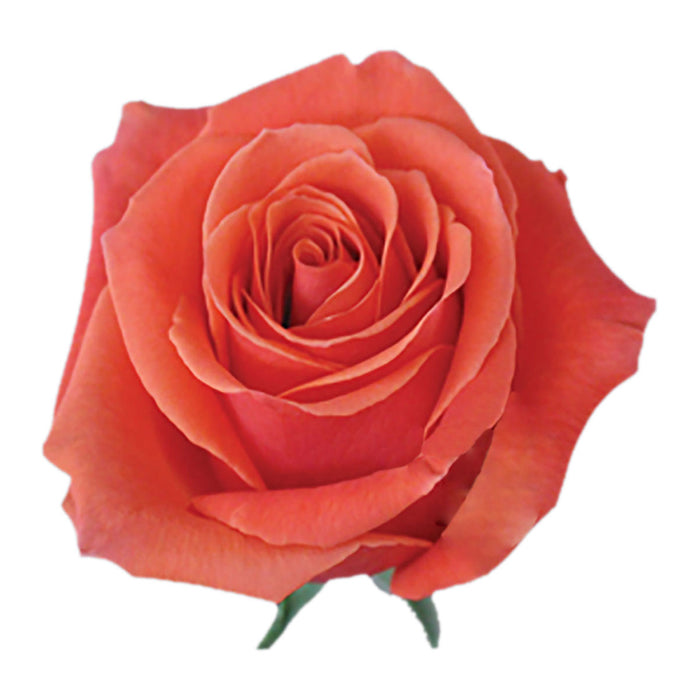Novelty Roses