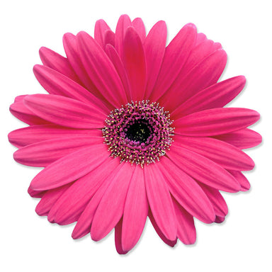 Gerbera Pink