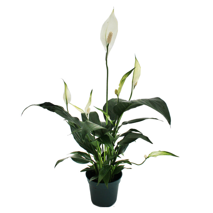 Spathiphyllum