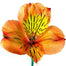 Orange Alstroemeria