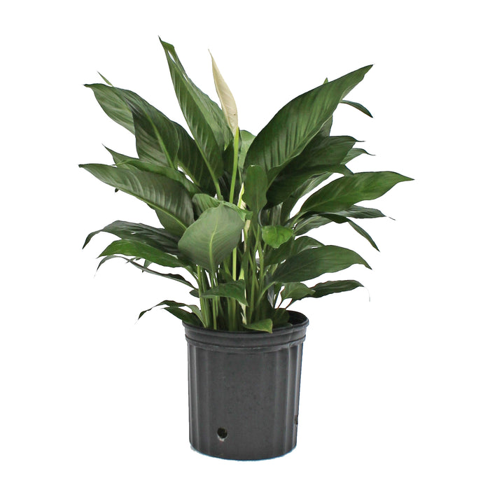 Spathiphyllum