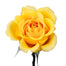 Yellow Roses