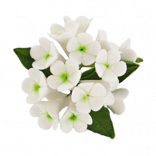 Stephanotis