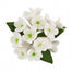 Stephanotis