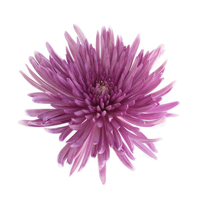Spider Mums