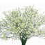 Caspia Limonium White