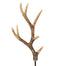 25" Antler Stem - Natural