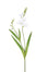 Freesia Short Stem - White