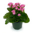 Kalanchoe