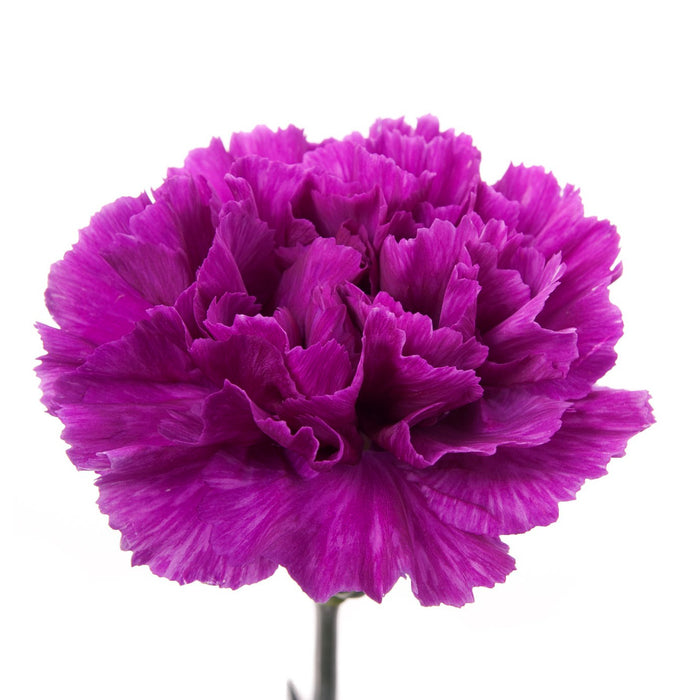 Carnation