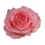 Garden Rose Mayra's Pink