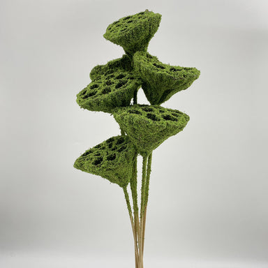 Lotus Pod/Stem - Mosscoat