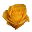 Yellow Roses