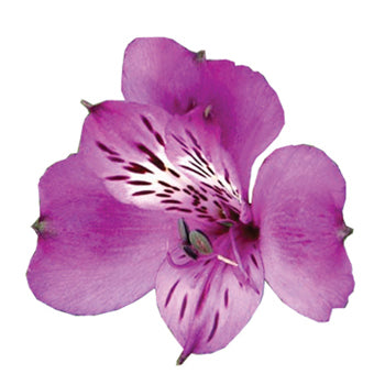 Alstroemeria Lavender