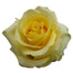 Yellow Roses