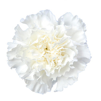 Carnation