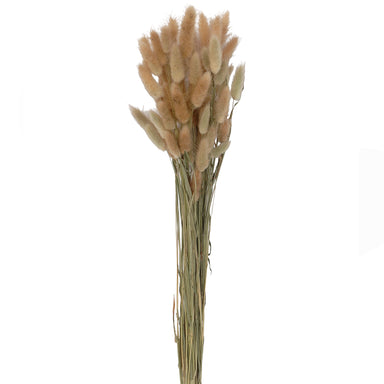 25" Dried Bundle of Bunny Tail Grass - Natural