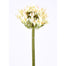 Agapanthus Stem - White