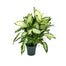 Dieffenbachia