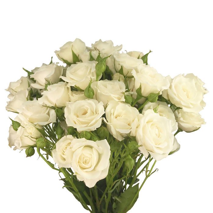 Spray Rose