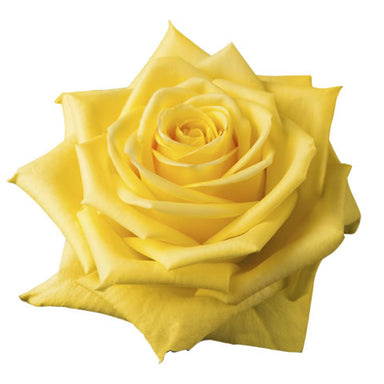 Rose 50cm Stardust