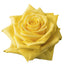 Rose 50cm Stardust