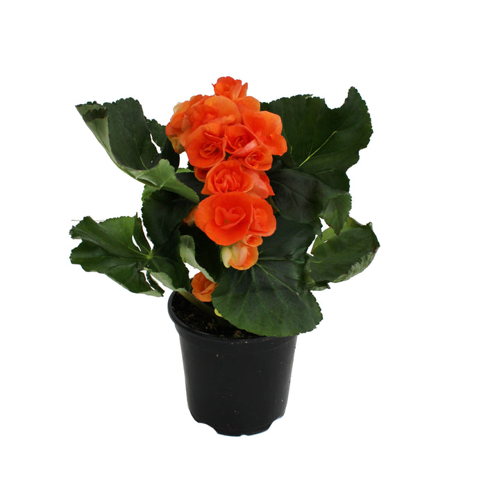 Rieger Begonia