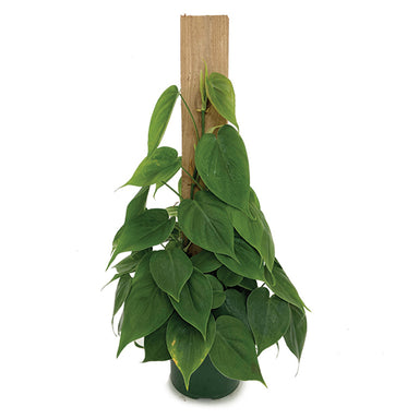 Philodendron Pole