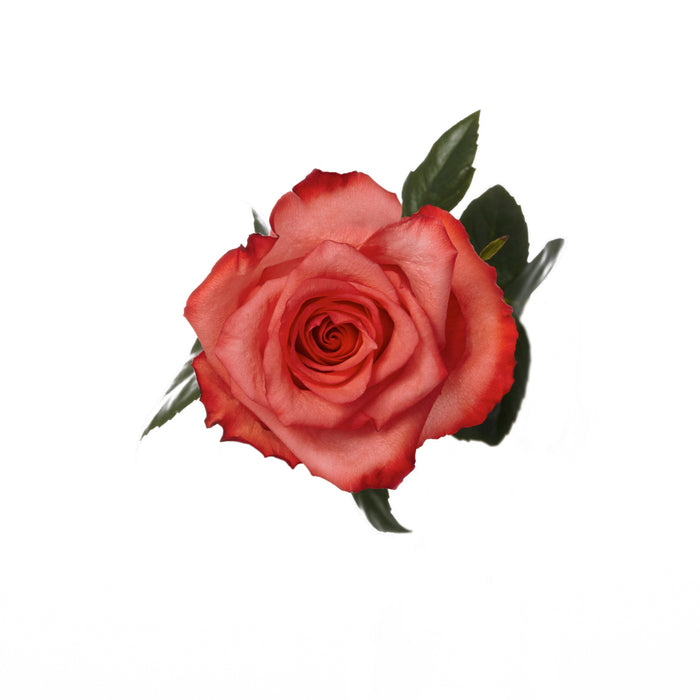 Coral Roses