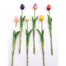 18 in Tulip Stem - Assorted