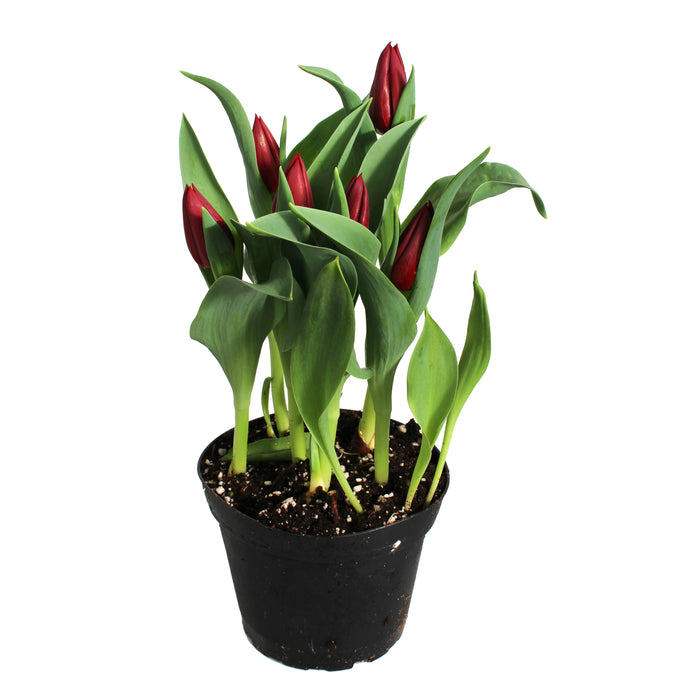 Tulip Plants