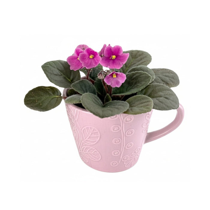 4 in Violet in Tea Cup