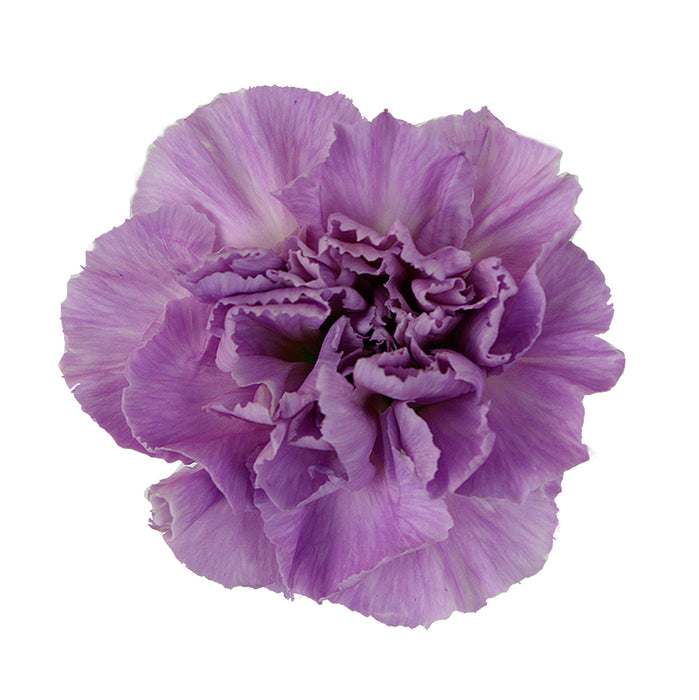 Carnation