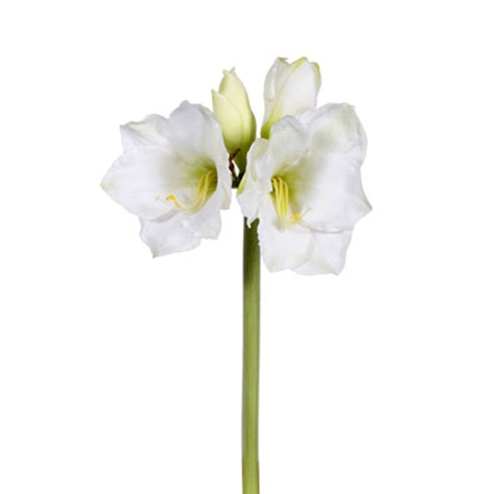 19.5 in Amaryllis - White