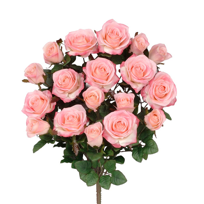 Grandiflora Rose Bush