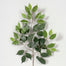 23" Ficus Spray - Green