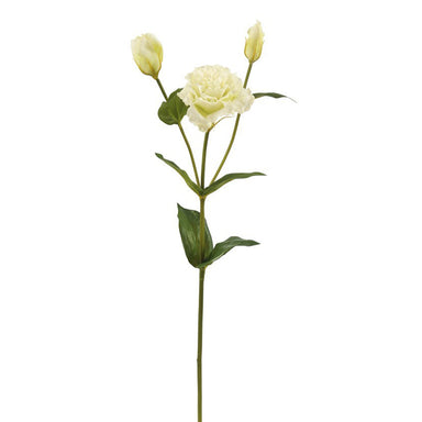 Lisianthus - White