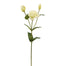 Lisianthus - White