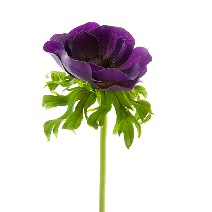 22 in Poppy Anemone Stem