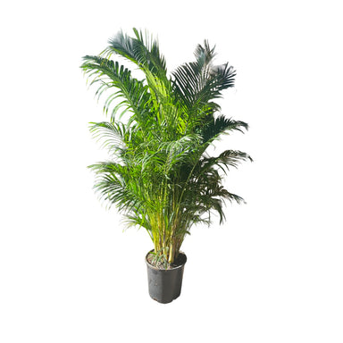 Areca Palm