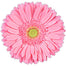 Gerbera Pink Candy Girl