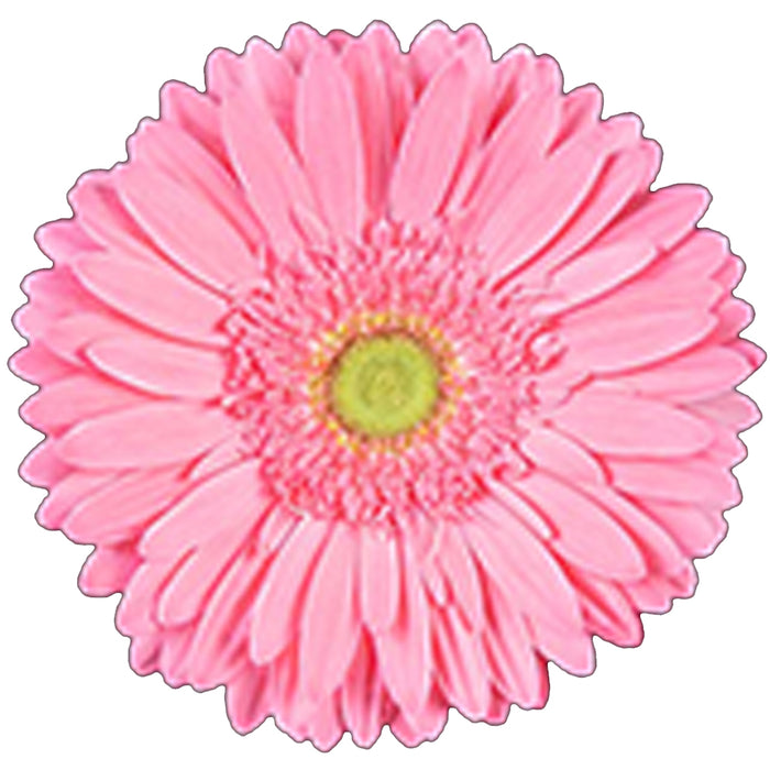 Gerbera Pink Candy Girl