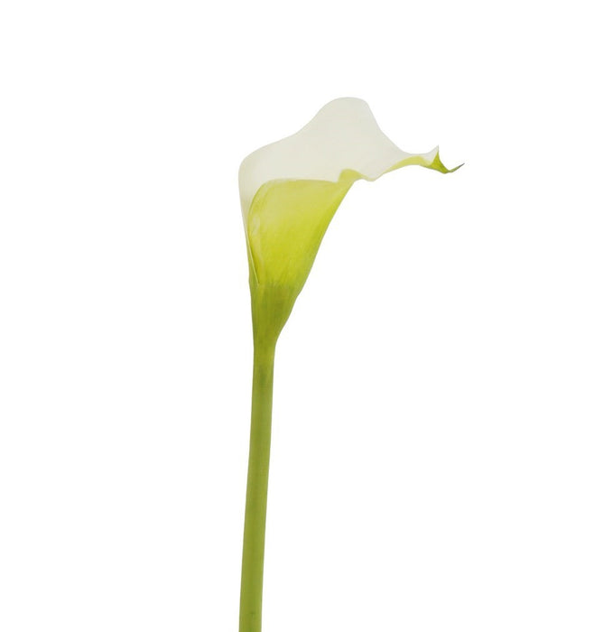 21" Calla Lily