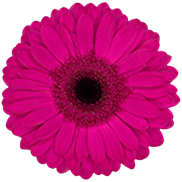 Gerbera Purple Bon Dia