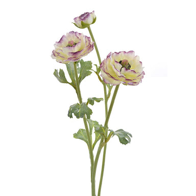 18.5 in Open Ranunculus - White/Eggplant