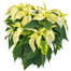 Poinsettia