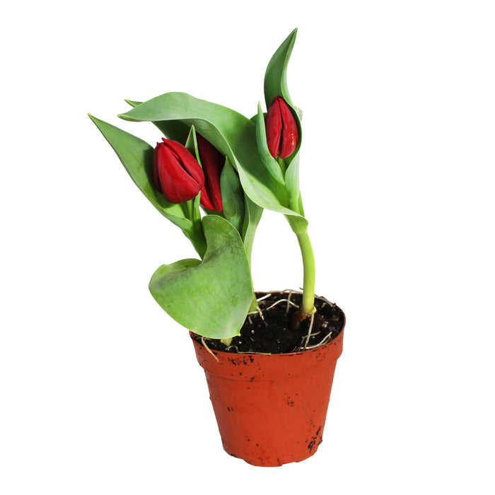 Tulip Plants