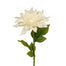 Dahlia Stem